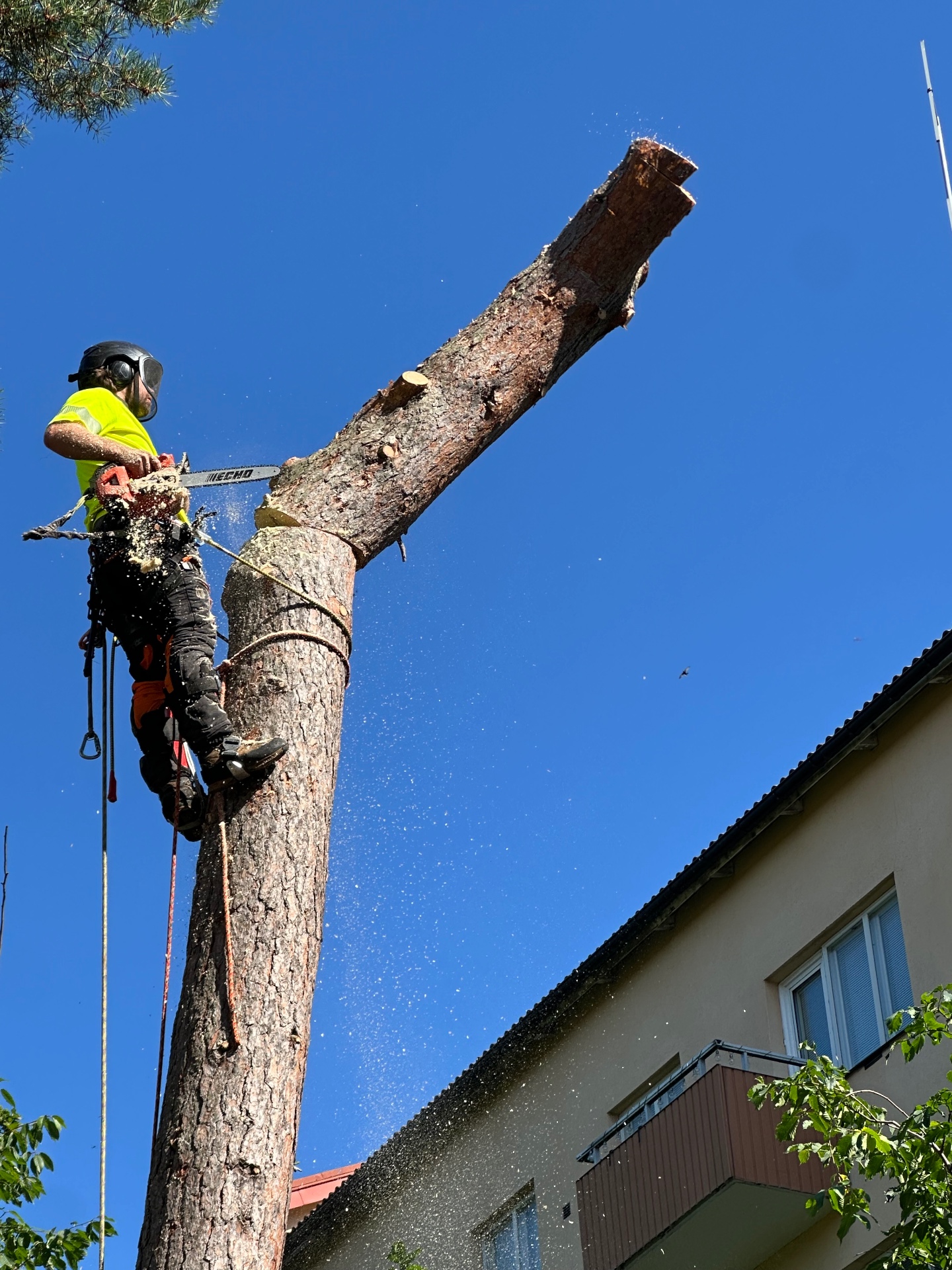 Arborist som fäller träd på villatomt i Täby