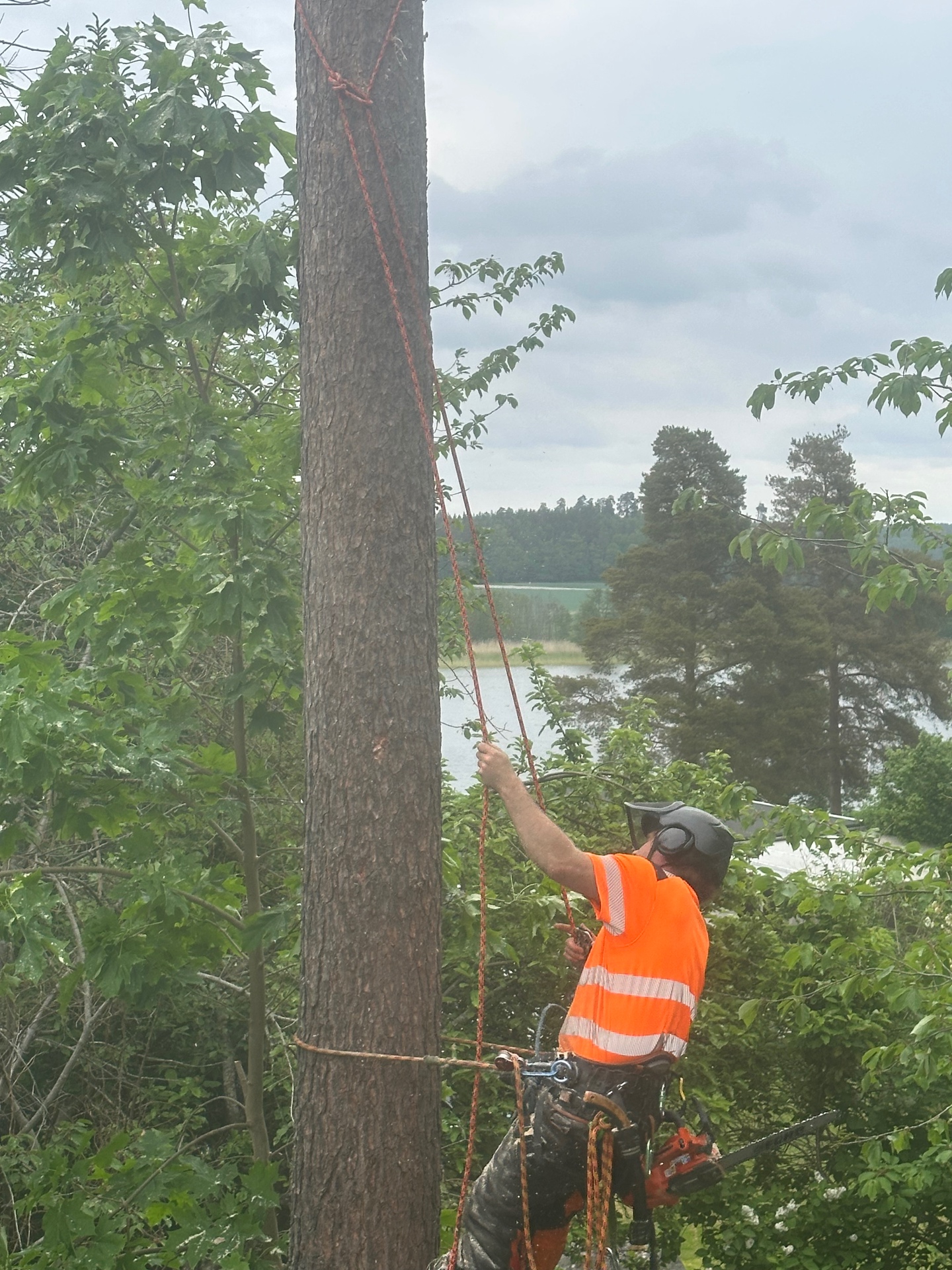 Arborist i klätterlina som kapar ned ett träd i sektioner
